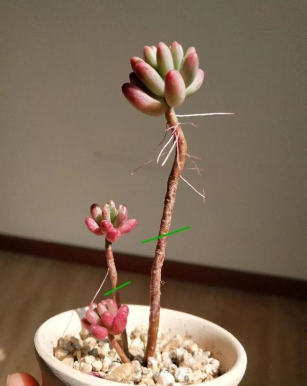 多肉植物为什么会徒长