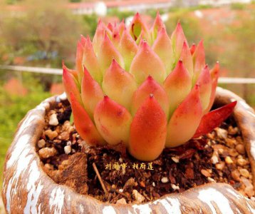 多肉是喜水植物么 多肉植物需要多少水？