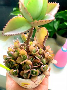 怎么养多肉不容易死 多肉植物养护技巧助你成功养活多肉