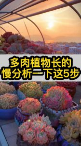 刚买的多肉植物怎么养 新购买的多肉植物如何养护