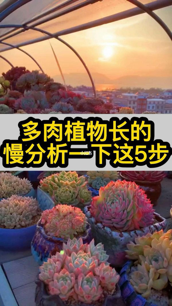 刚买的多肉植物怎么养