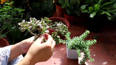 掰叶子对多肉好吗 拔叶对多肉植物有益吗？