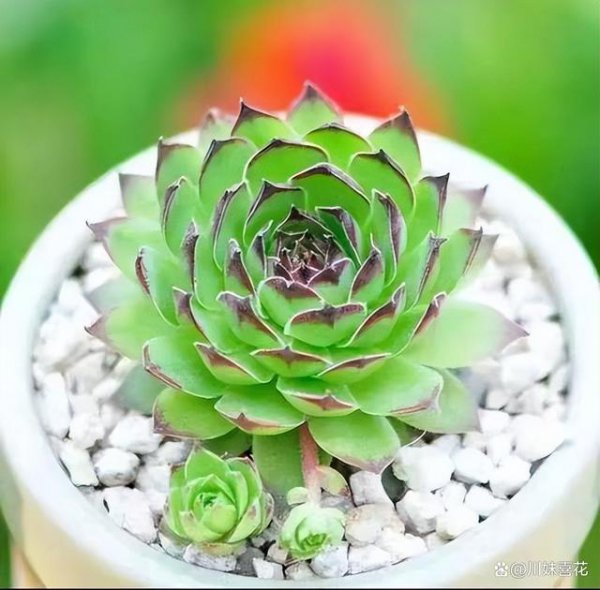 不怕冻的多肉植物有哪些