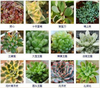 多肉植物怎么养更好看 多肉植物养护技巧打造更美观效果