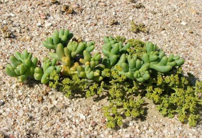 纯沙子养多肉能活吗 沙子是否适合养多肉植物？