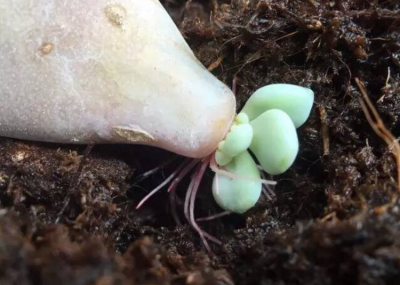 多肉植物侧芽怎么处理 多肉植物侧芽如何管理？