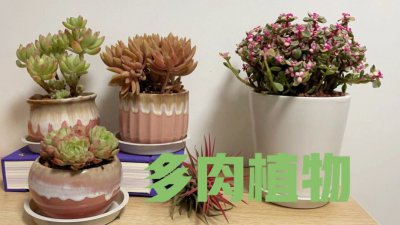 多肉植物怎样养 如何养护多肉植物
多肉植物的养护技巧