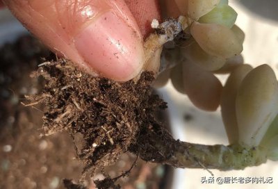 多肉掉瓣怎么回事 多肉植物为什么会掉叶？