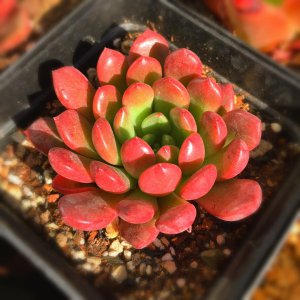 多肉植物红宝石怎么养 养护多肉植物红宝石的方法