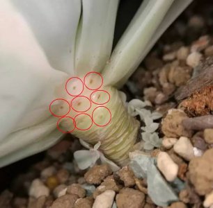 多肉身上很脏怎么洗 多肉植物如何清洗？