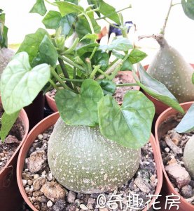 多肉植物火星人如何养 如何正确养护多肉植物火星人？