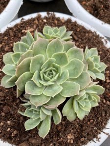 昂斯诺多肉怎么养 养昂斯诺多肉的技巧