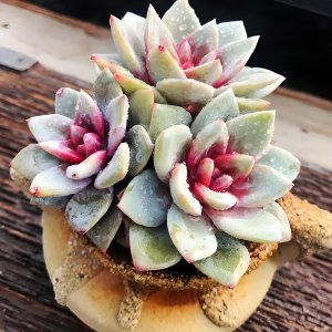 多肉怎么养才会出状态 多肉植物如何才能保持状态良好？