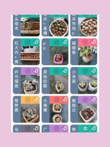 多肉植物玉露怎么养 多肉植物玉露的养护技巧