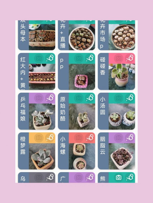 多肉植物玉露怎么养