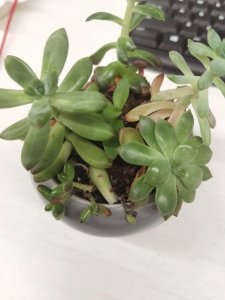 多肉植物叶片一碰就掉怎么回事 多肉植物叶片易脱落的原因是什么？