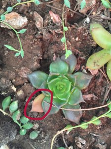 多肉突然叶子掉完了是怎么回事 多肉植物为何突然叶子脱落？