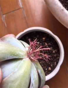 多肉水诱生根正确方法是什么 多肉植物如何正确使用水繁殖生根