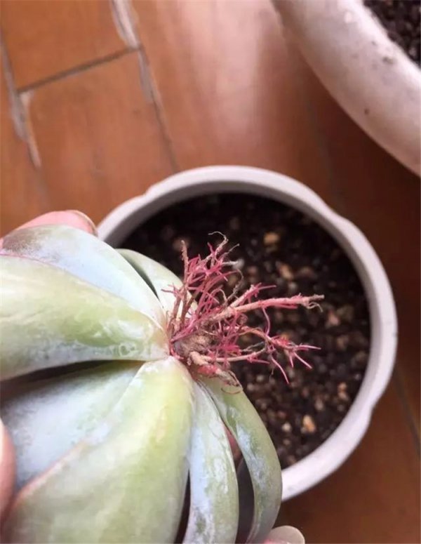 多肉水诱生根正确方法是什么