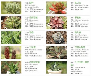 最容易养的多肉排名 最省心的多肉植物排名