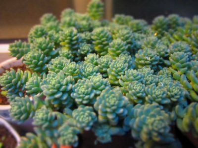 十大最便宜多肉是什么 十种价格最低的多肉植物有哪些？