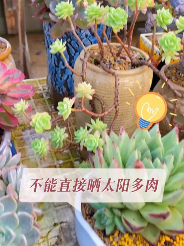 不适合晒太阳的多肉