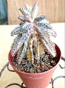 哪些多肉没毒 哪些多肉植物无毒