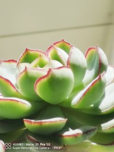 适合夏天养的多肉有哪些 夏季适宜种植的多肉植物推荐