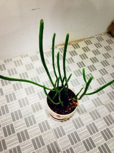 多肉长出的枝条是什么 多肉植物的新长出的分枝是什么？
