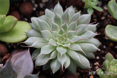 景天科多肉植物有多少种 景天科多肉植物有多少种类？