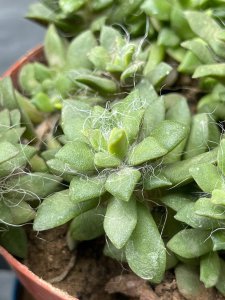 多肉长白霜怎么办 多肉植物出现白霜应该怎么处理？