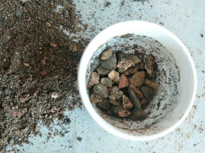 蜂窝煤种多肉死了怎么办 蜂窝煤多肉植物枯萎怎么救活