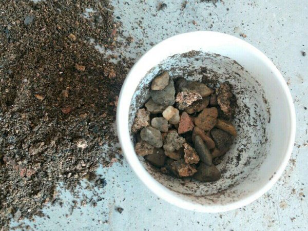 蜂窝煤种多肉死了怎么办