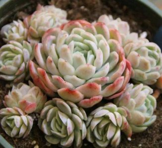 4种有香味多肉 四款香气丰富的多肉植物