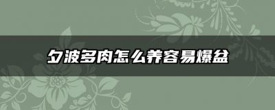 夕波多肉怎么养容易爆盆 夕波多肉养护技巧避免爆盆