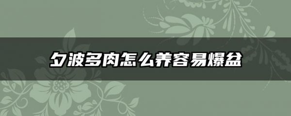 夕波多肉怎么养容易爆盆