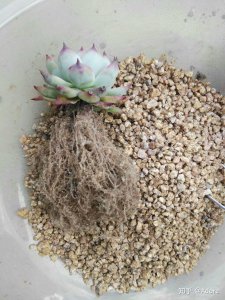 某（宝）买回来的多肉没有根怎么办 某（宝）买的多肉无根怎么处理？