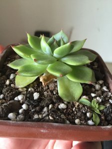 多肉瓣掉没了怎么回事 多肉植物掉落叶片的原因及处理方法