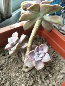 多肉花瓣掉了是什么原因 多肉植物为什么会掉花瓣？