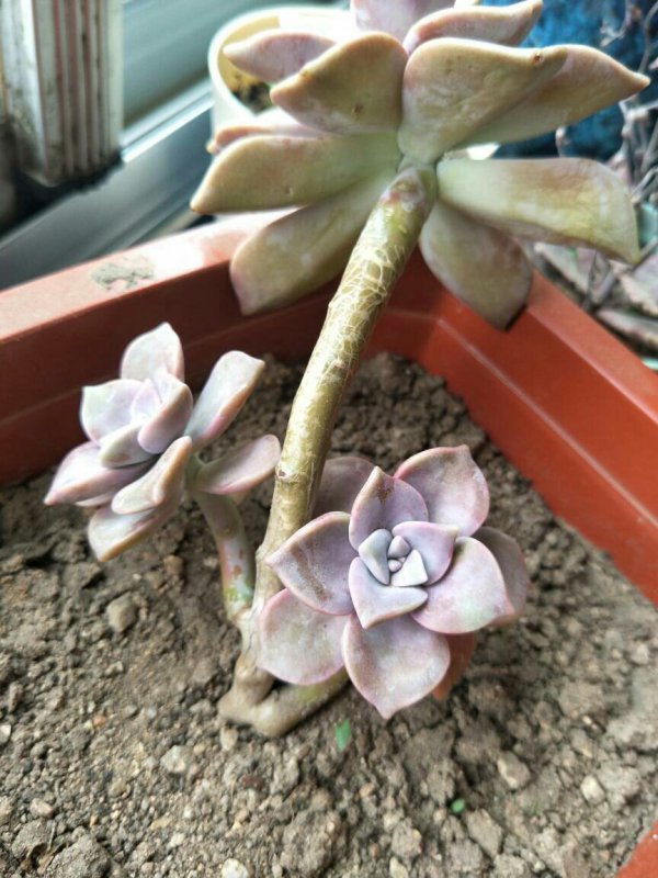 多肉花瓣掉了是什么原因