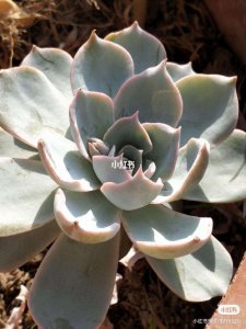 白马多肉怎么养才白 如何才能让白马多肉保持白色？