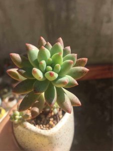 有什么适合情侣种的多肉植物 适合情侣的多肉植物推荐