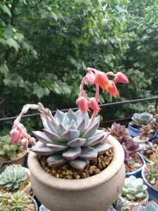 多肉植物长花箭好吗 种植多肉植物长花箭合适吗？