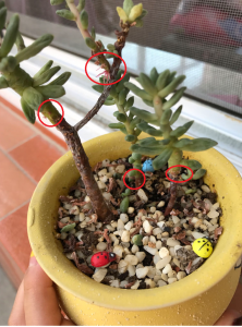 多肉花谢了要剪掉吗 多肉植物凋谢了应该修剪吗？