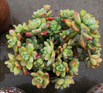 多肉可以喷洒叶面吗 多肉植物是否适合叶面喷洒？