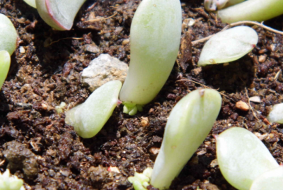 多肉叶子发芽后要埋吗 多肉植物叶片发芽后需要埋入土壤吗？
