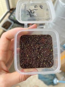 多肉种子如何催芽 多肉植物种子的发芽方法