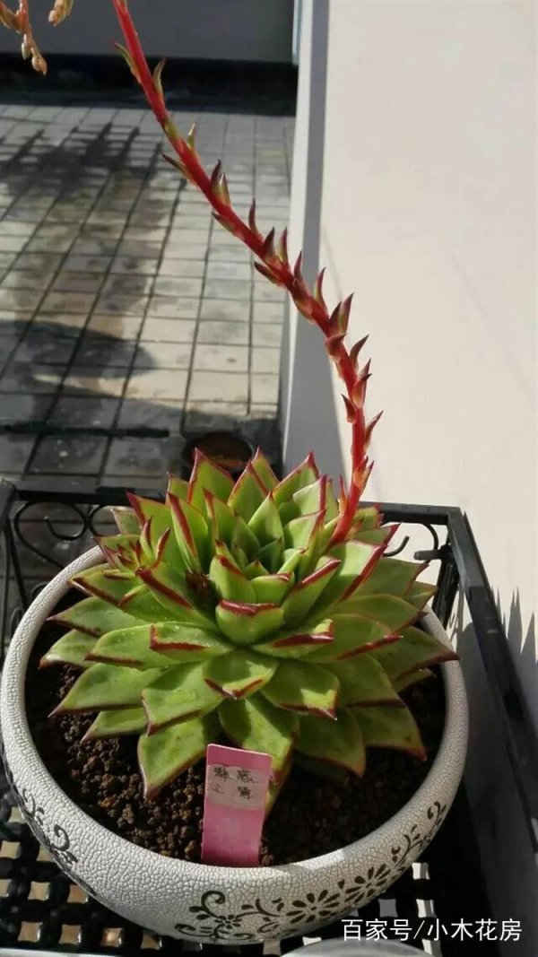 多肉剑花怎么处理