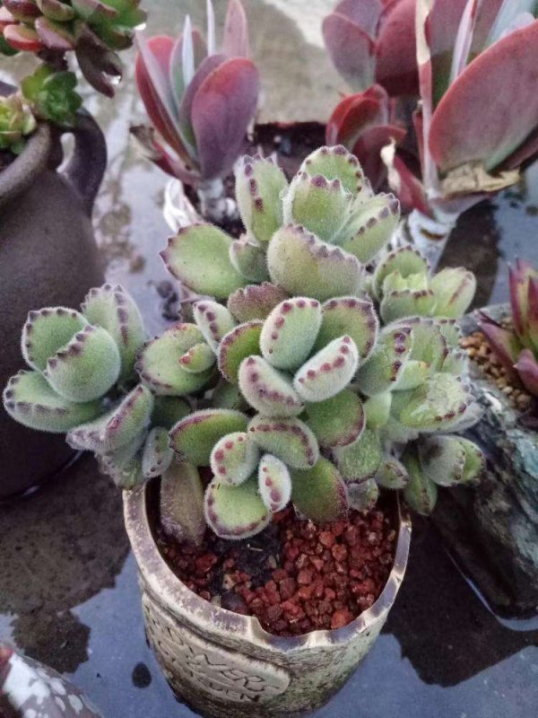 多肉可以用淘米水浇吗