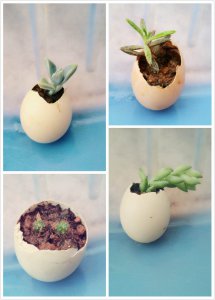 多肉土里放多少鸡蛋壳 多肉植物适合使用几个鸡蛋壳作为肥料